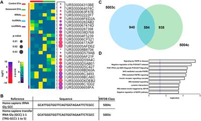 The role of extracellular vesicle miRNAs and tRNAs in synovial fibroblast senescence